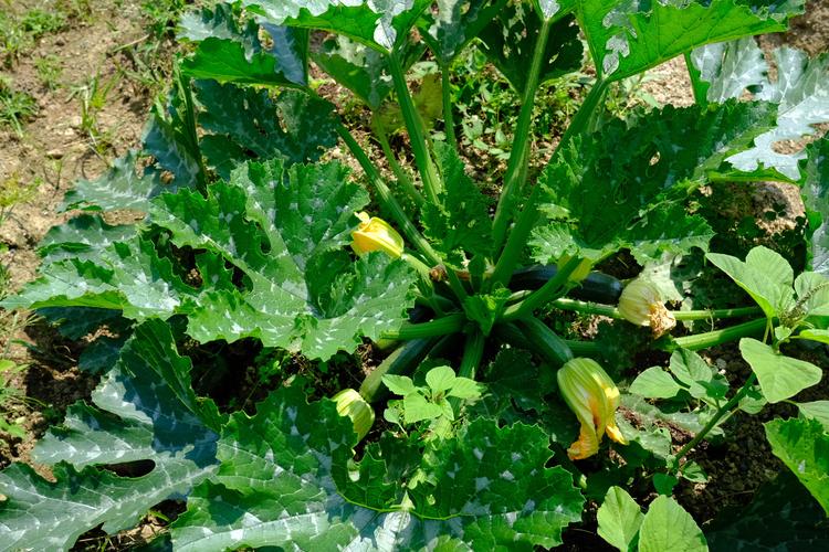 野菜